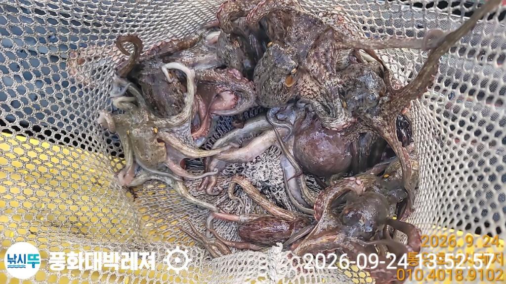 낚시뚜,감성돔,돌문어,돌돔,궁항(경남),풍화대박레져,낚시뚜7