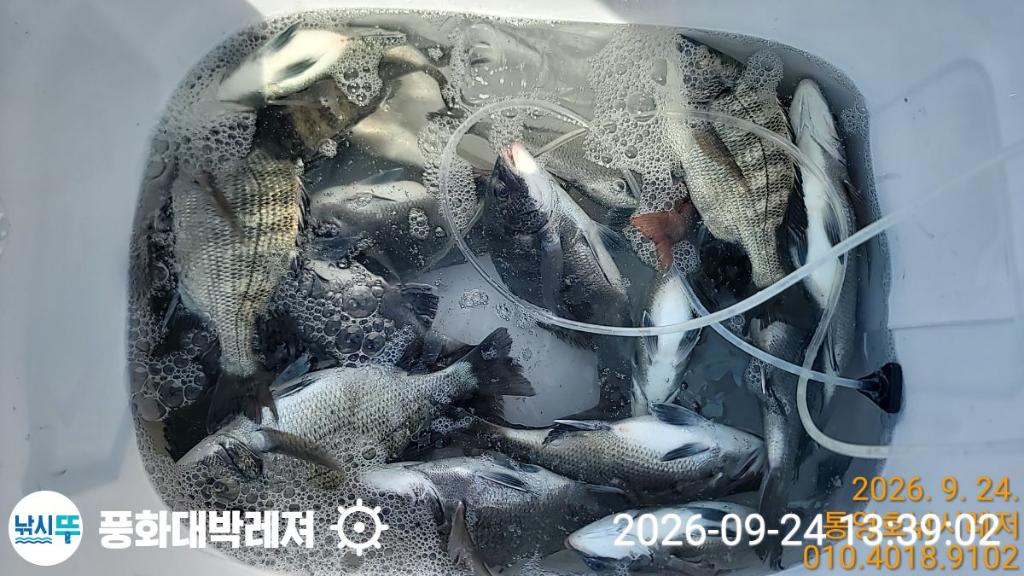 낚시뚜,감성돔,돌문어,돌돔,궁항(경남),풍화대박레져,낚시뚜6