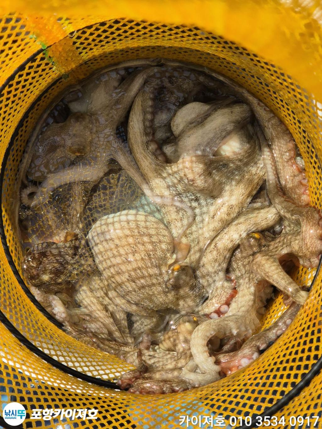 낚시뚜,기타 (직접입력),영일만항,포항카이져호,낚시뚜9