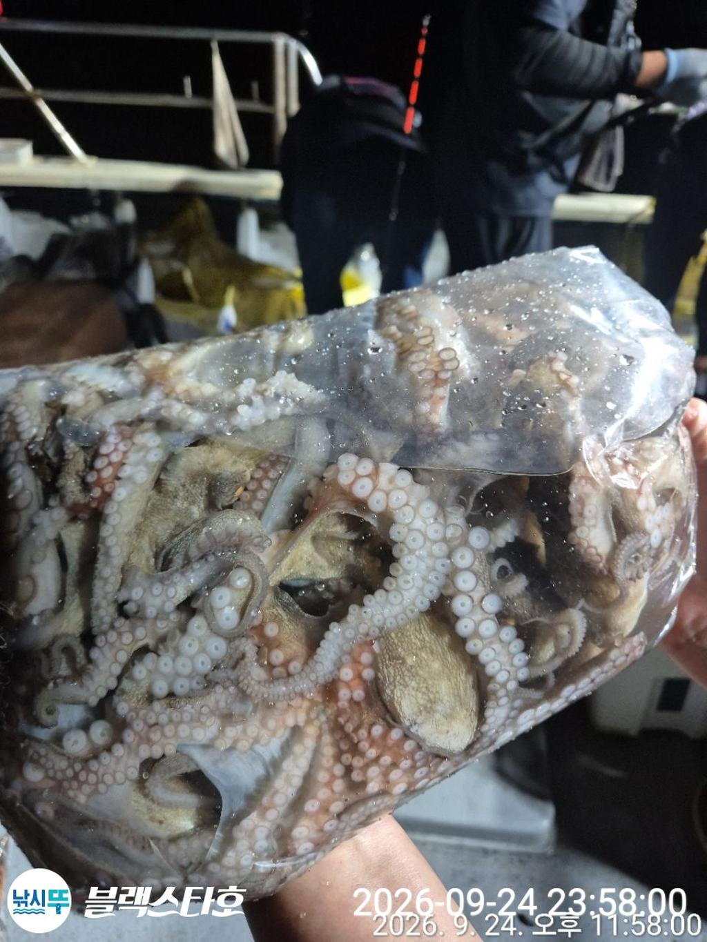 낚시뚜,돌문어,삼천포 팔포항,삼천포 블랙스타,낚시뚜13