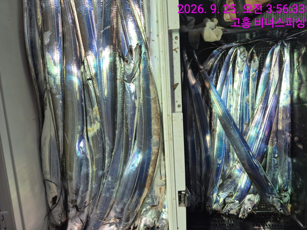 낚시뚜,,녹동항,비너스피싱,낚시뚜22