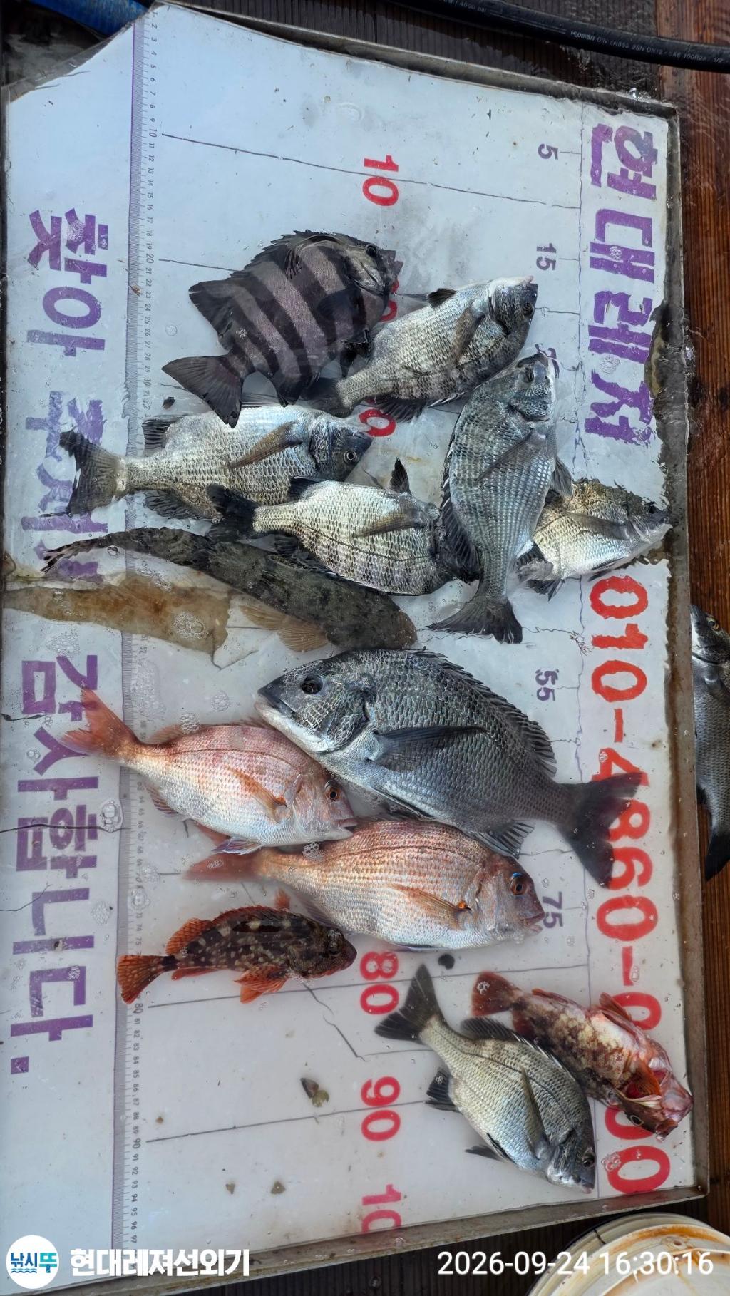 낚시뚜,감성돔,갑오징어,참돔,풍화상장마을,통영 현대레져선외기,낚시뚜4