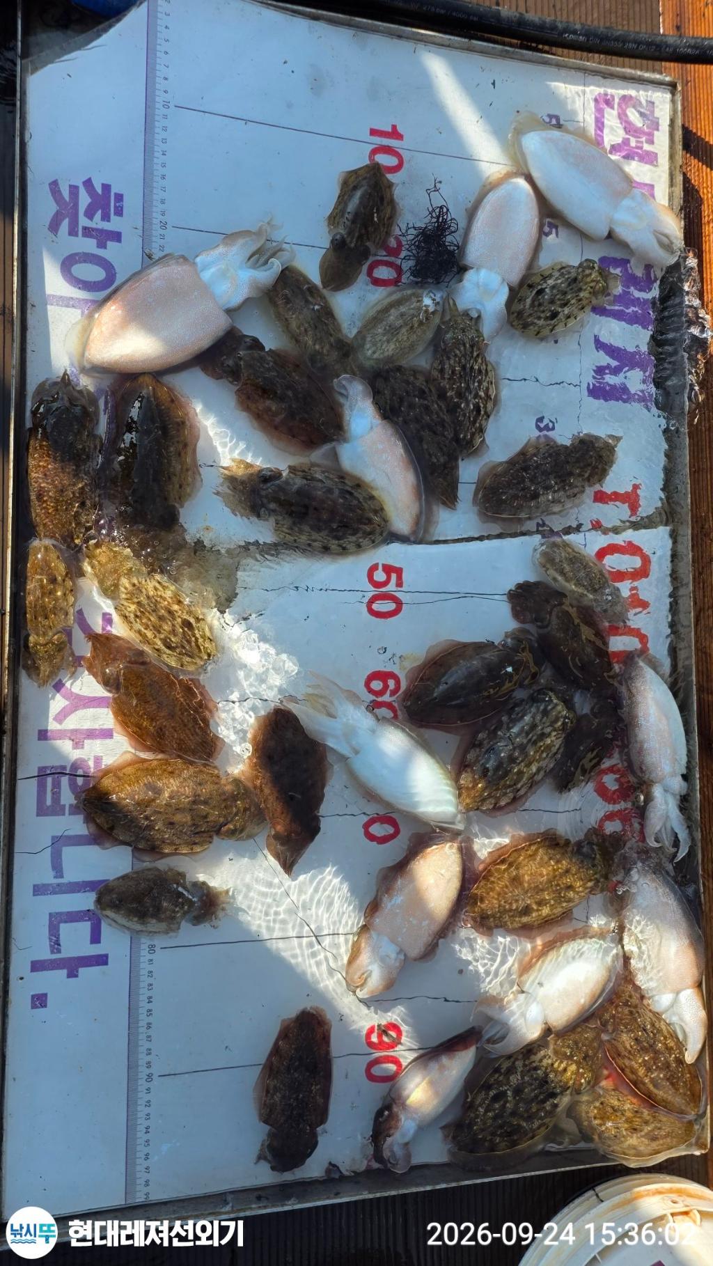 낚시뚜,감성돔,갑오징어,참돔,풍화상장마을,통영 현대레져선외기,낚시뚜3