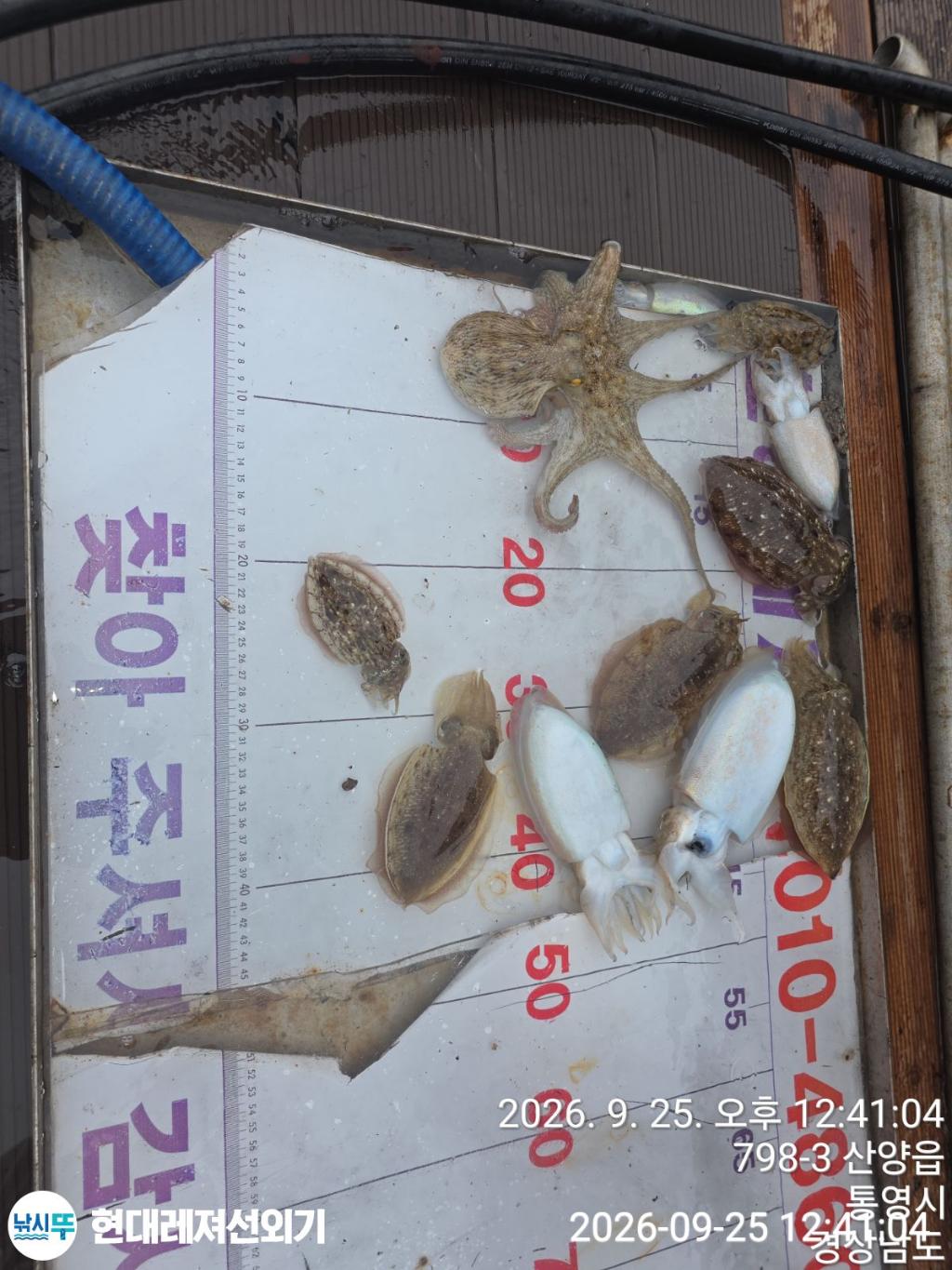 낚시뚜,감성돔,갑오징어,참돔,풍화상장마을,통영 현대레져선외기,낚시뚜2