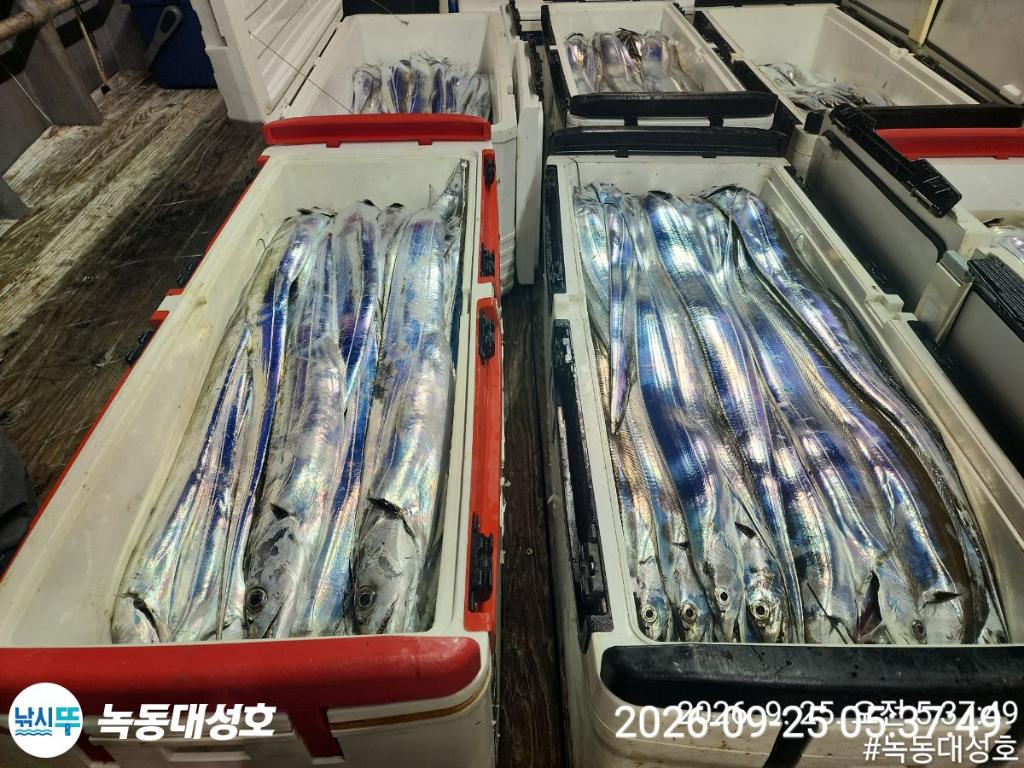 낚시뚜,갈치,녹동항,녹동대성호,낚시뚜14