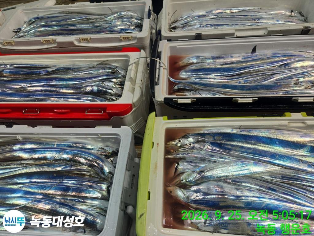 낚시뚜,갈치,녹동항,녹동대성호,낚시뚜7