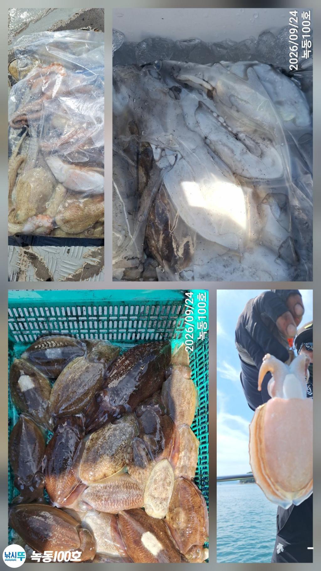 낚시뚜,갑오징어,녹동항,녹동100호,낚시뚜9
