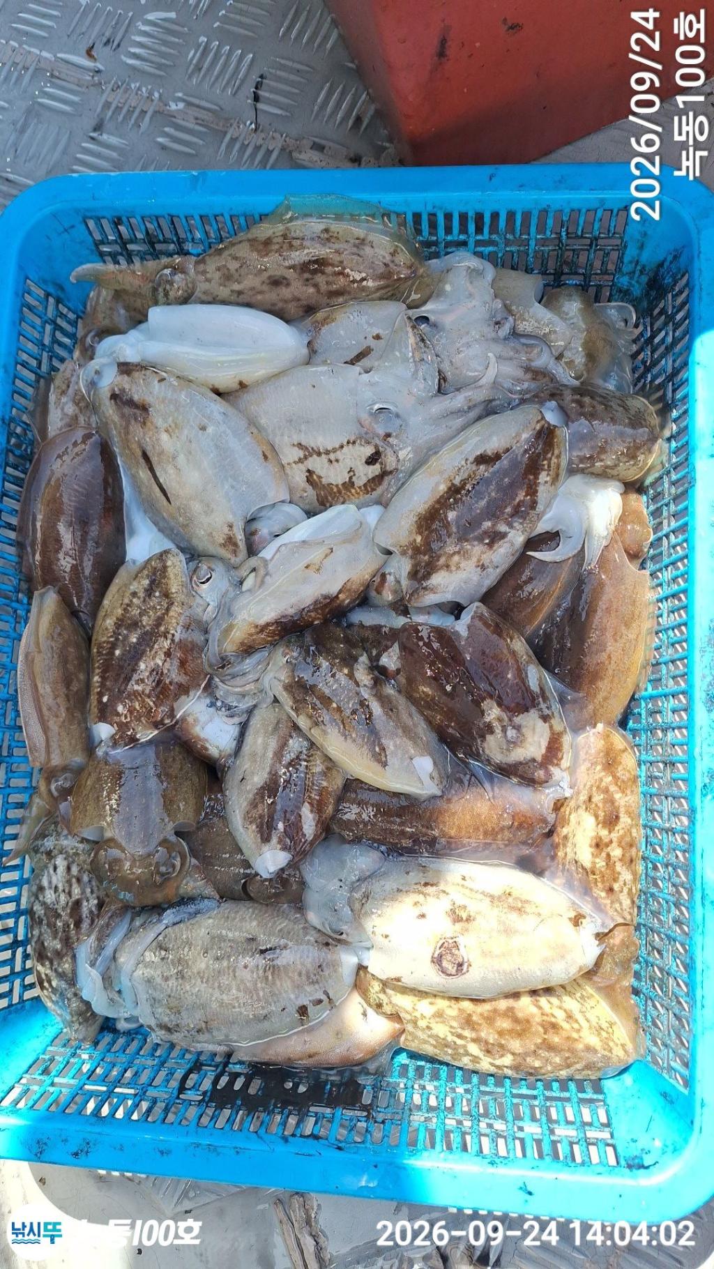 낚시뚜,갑오징어,녹동항,녹동100호,낚시뚜8