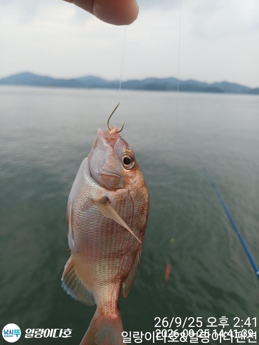 낚시뚜,감성돔,냉천항,일랑이다호,낚시뚜1