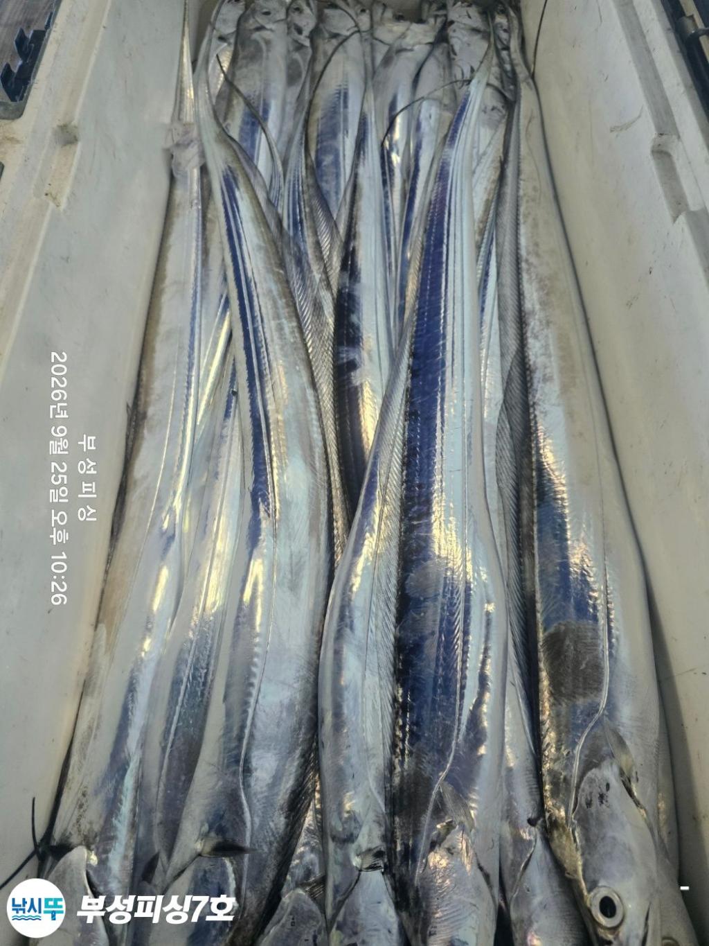낚시뚜,갈치,통영영운리항,부성피싱7호,낚시뚜8