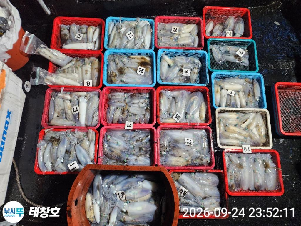 낚시뚜,무늬오징어,영일만항,태창호,낚시뚜0
