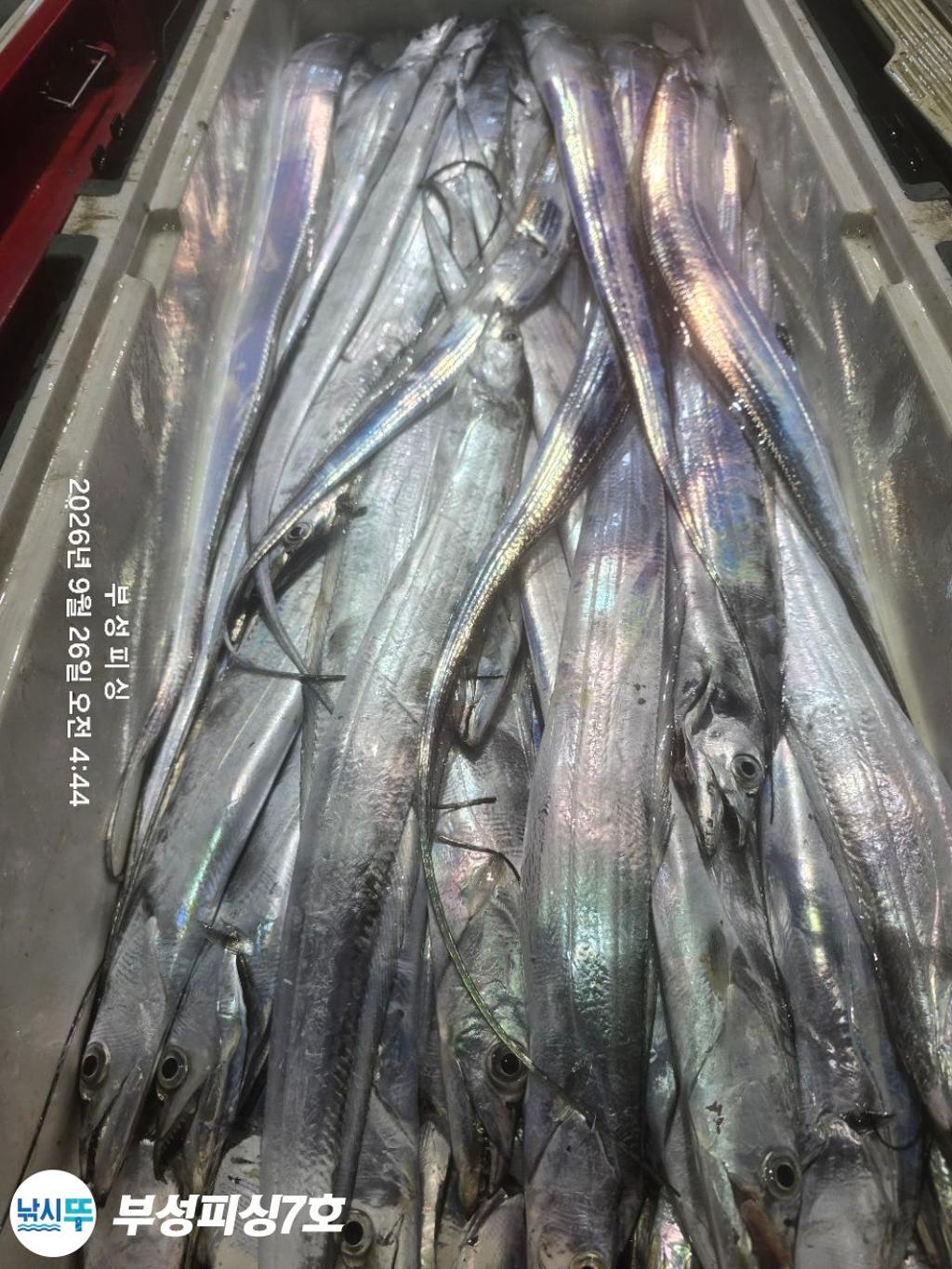 낚시뚜,갈치,통영영운리항,부성피싱7호,낚시뚜19
