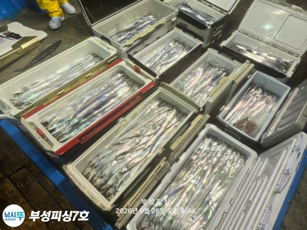 낚시뚜,갈치,통영영운리항,부성피싱7호,낚시뚜17