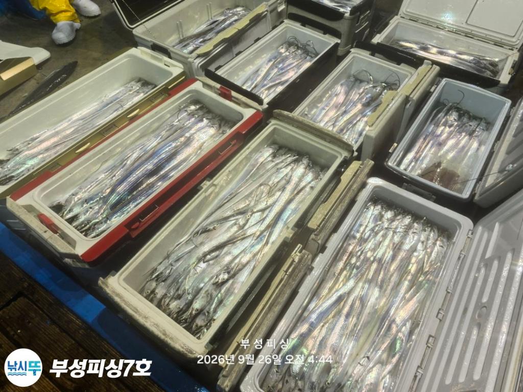 낚시뚜,갈치,통영영운리항,부성피싱7호,낚시뚜16
