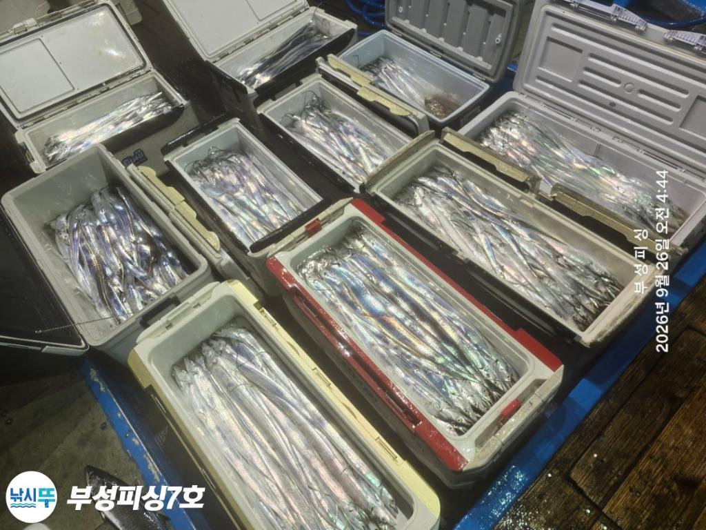 낚시뚜,갈치,통영영운리항,부성피싱7호,낚시뚜15