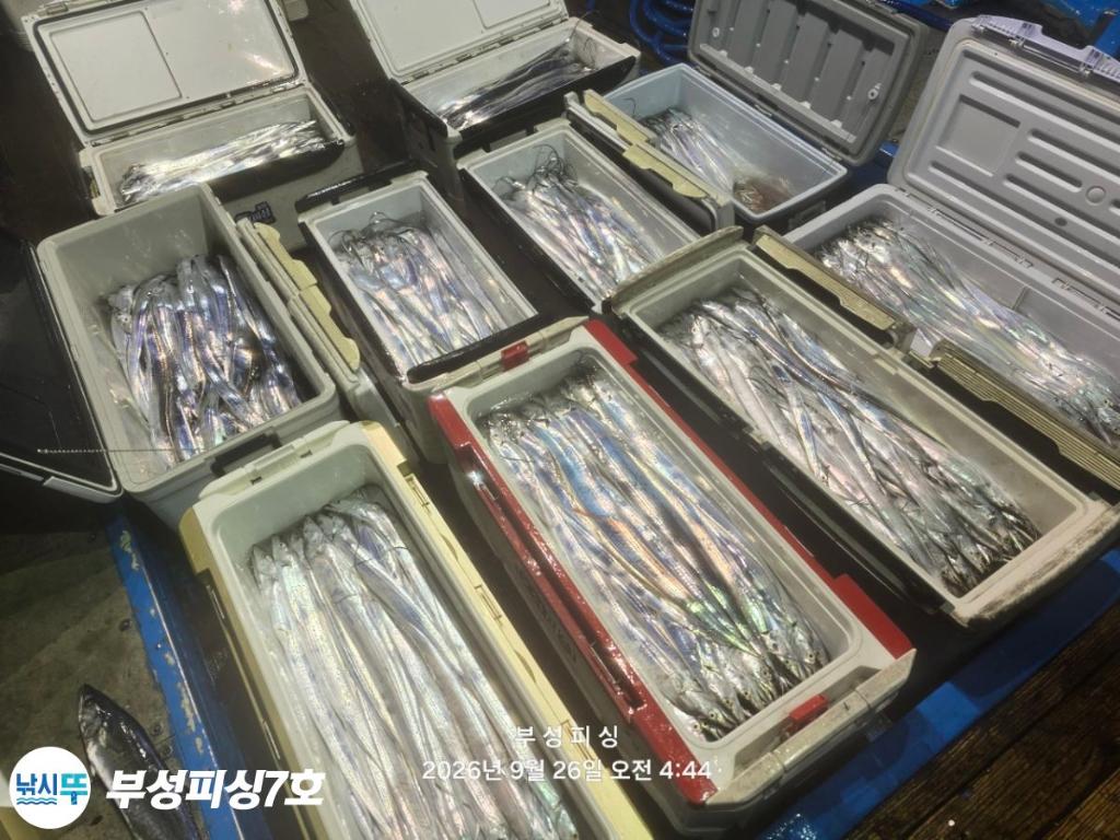 낚시뚜,갈치,통영영운리항,부성피싱7호,낚시뚜14