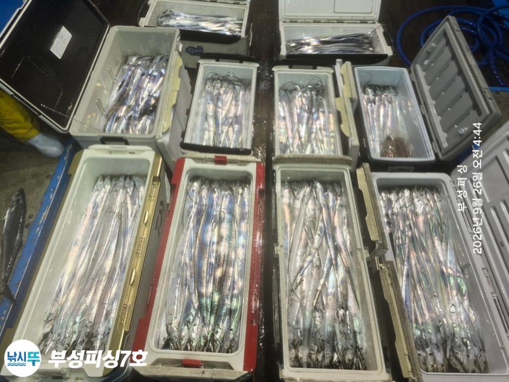 낚시뚜,갈치,통영영운리항,부성피싱7호,낚시뚜12