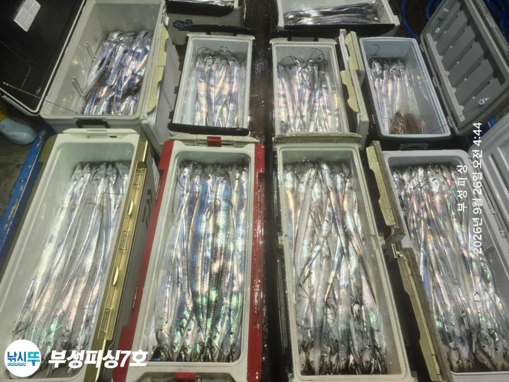 낚시뚜,갈치,통영영운리항,부성피싱7호,낚시뚜13