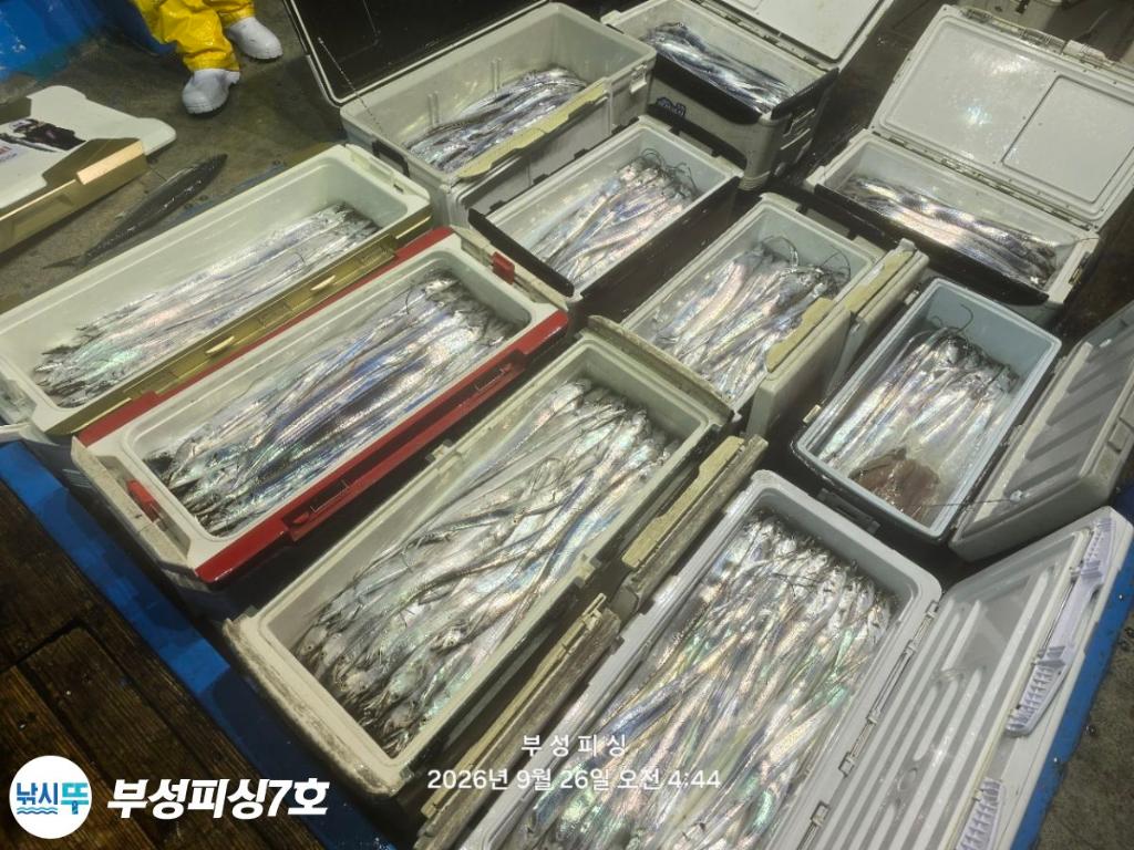낚시뚜,갈치,통영영운리항,부성피싱7호,낚시뚜2