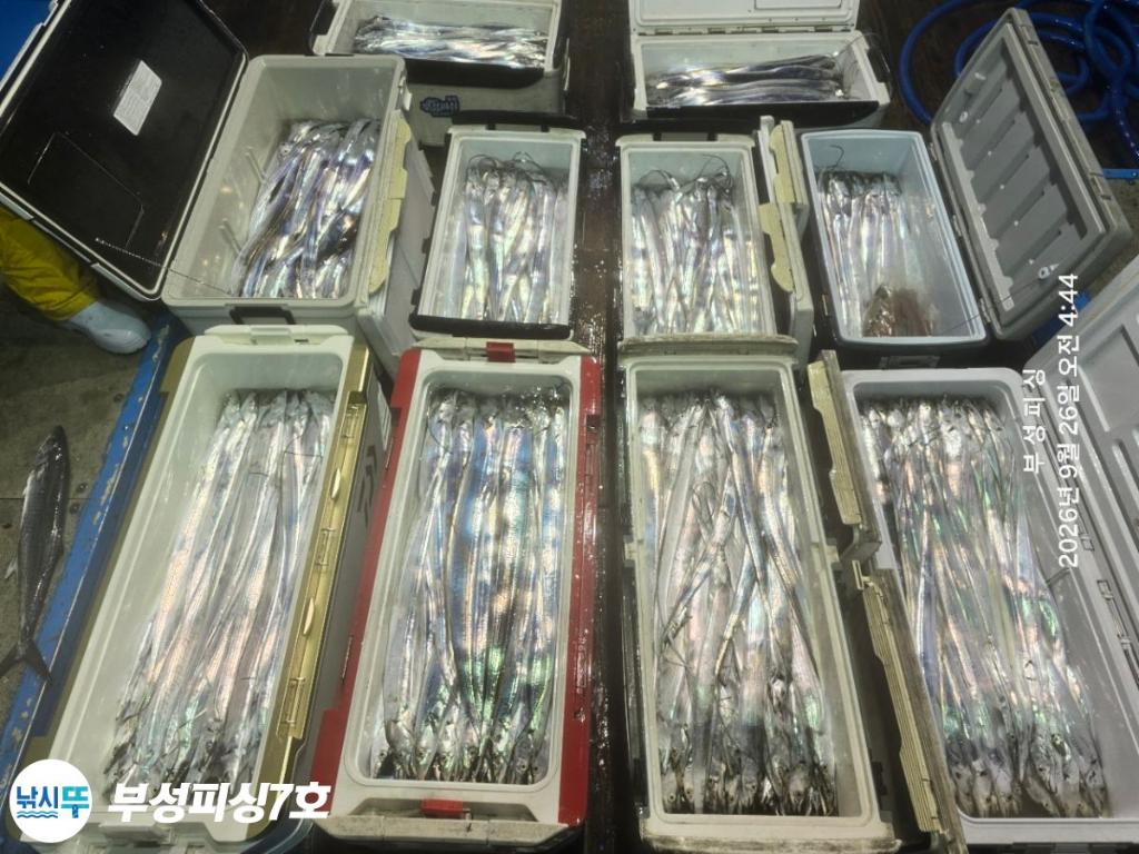 낚시뚜,갈치,통영영운리항,부성피싱7호,낚시뚜0