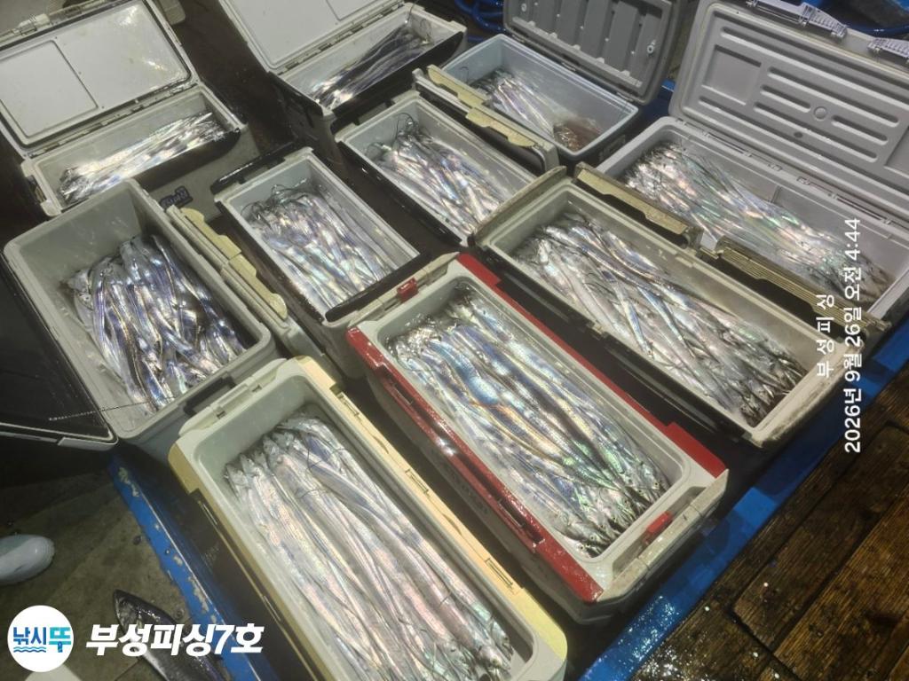 낚시뚜,갈치,통영영운리항,부성피싱7호,낚시뚜1