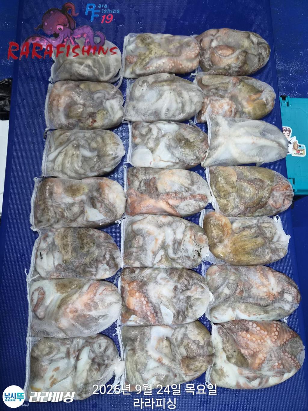 낚시뚜,돌문어,속천항(진해),라라피싱,낚시뚜1
