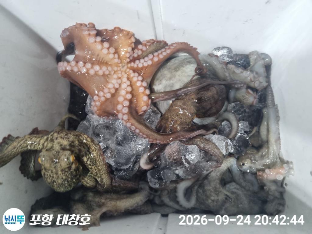 낚시뚜,돌문어,영일만항,포항 태창호,낚시뚜18