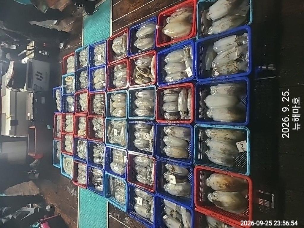 낚시뚜,무늬오징어,영일만항,뉴해마호,낚시뚜0