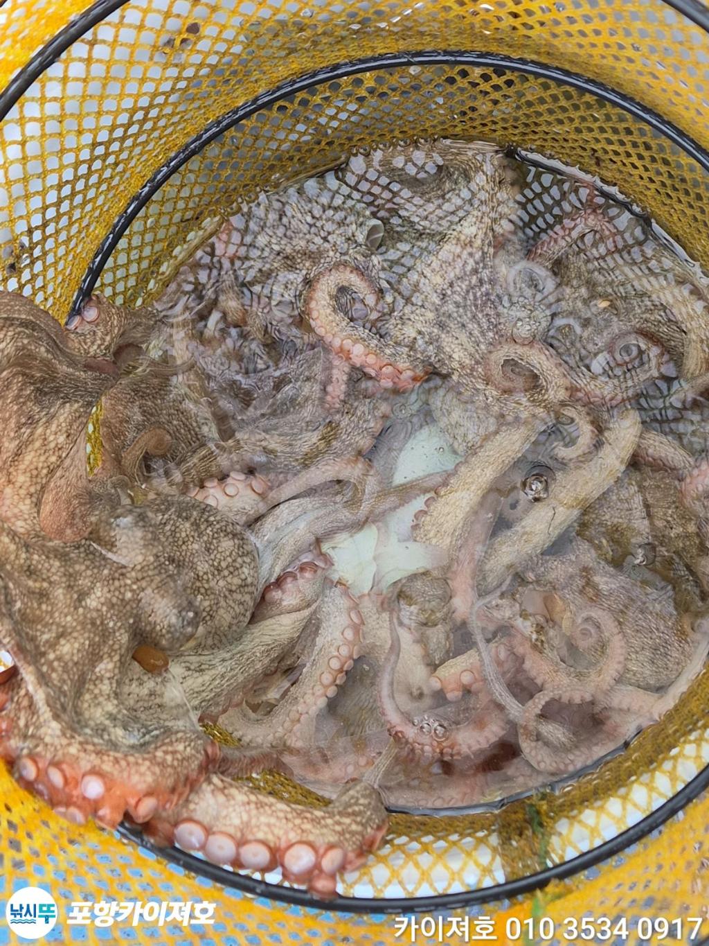 낚시뚜,돌문어,영일만항,포항카이져호,낚시뚜37