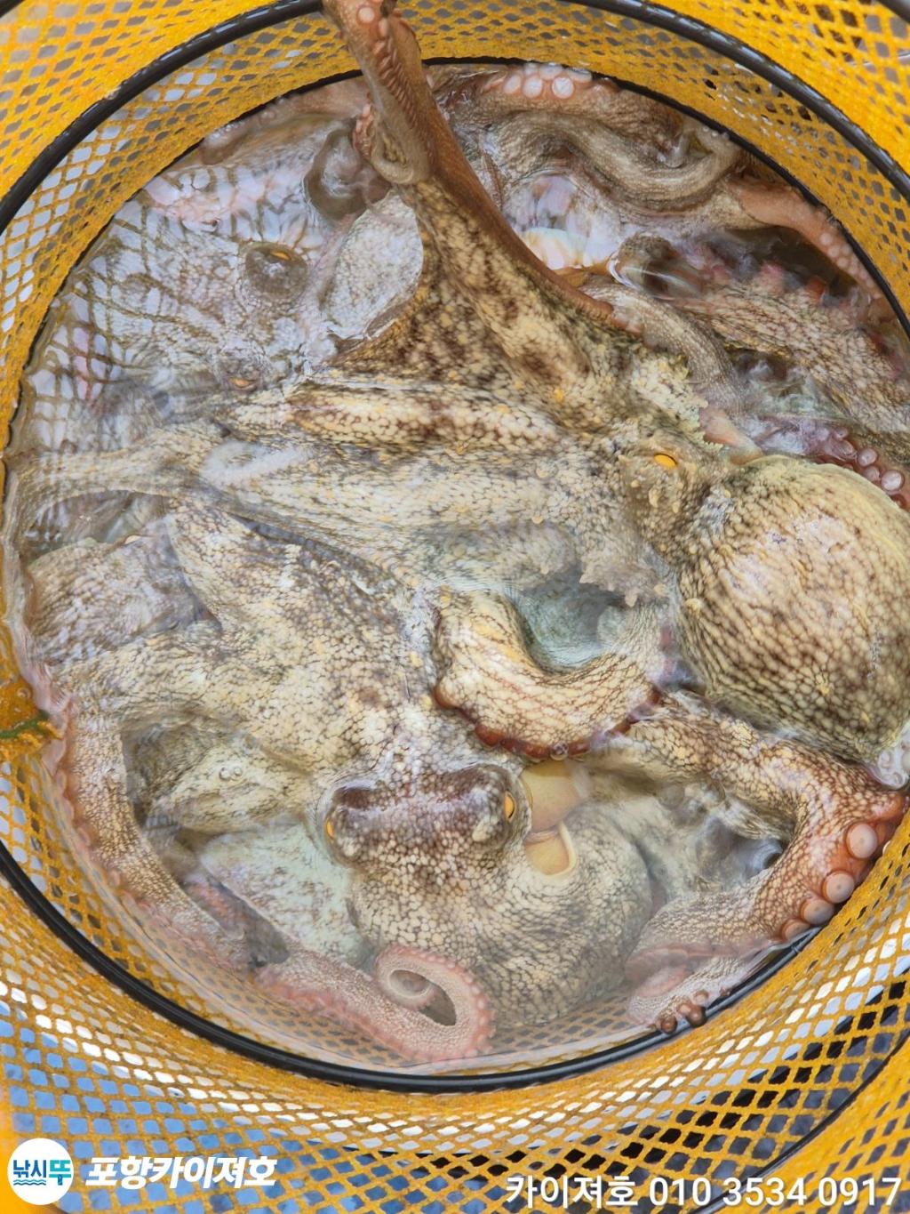 낚시뚜,돌문어,영일만항,포항카이져호,낚시뚜23