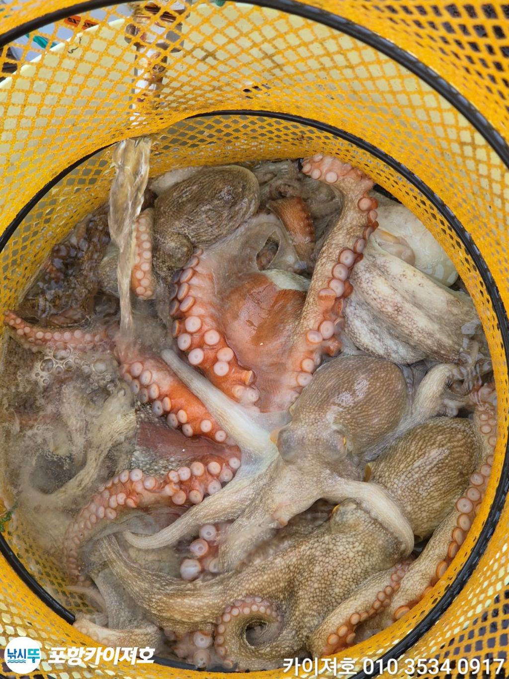 낚시뚜,돌문어,영일만항,포항카이져호,낚시뚜18