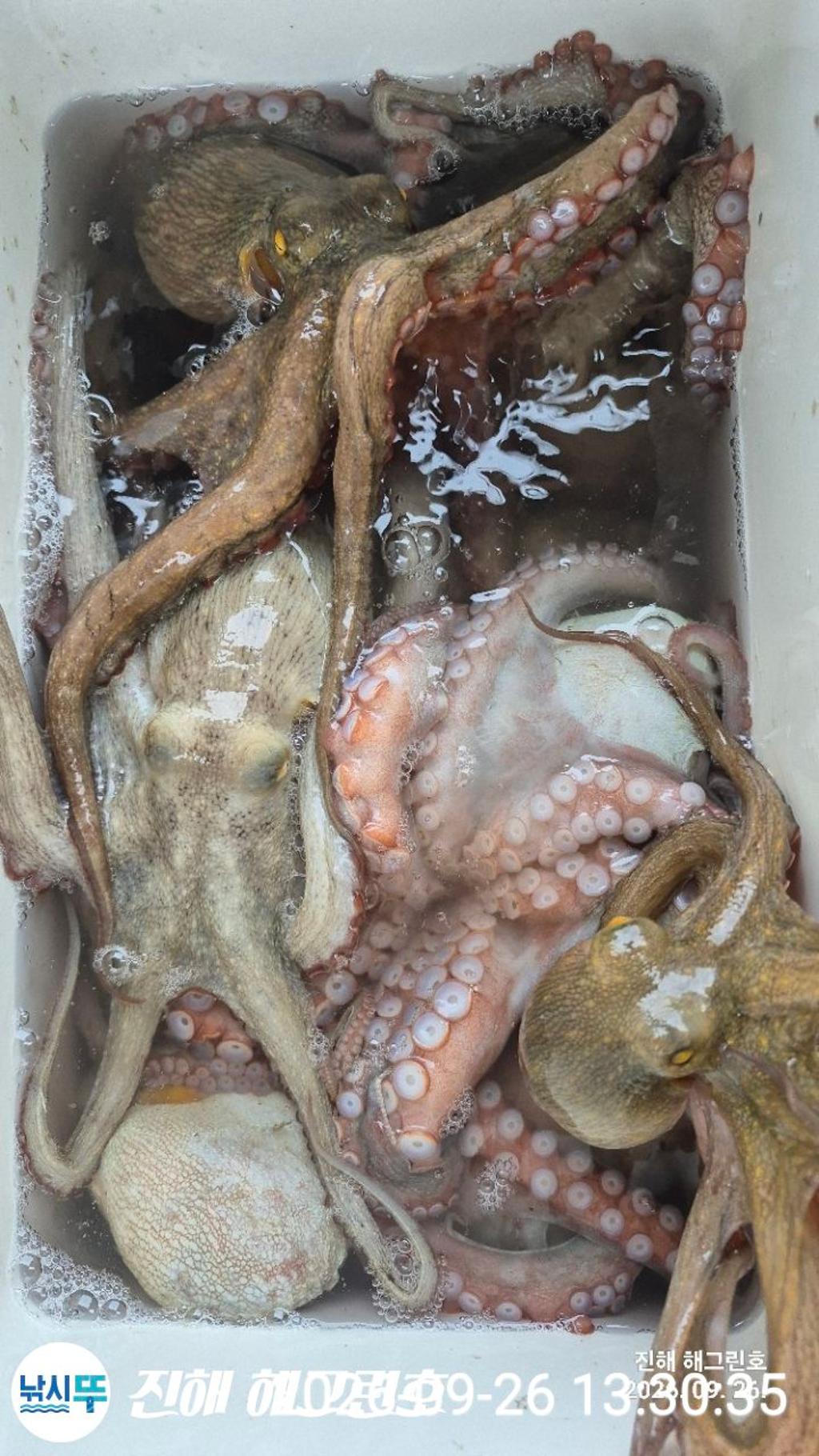 낚시뚜,돌문어,삼포항,진해 해그린호,낚시뚜22