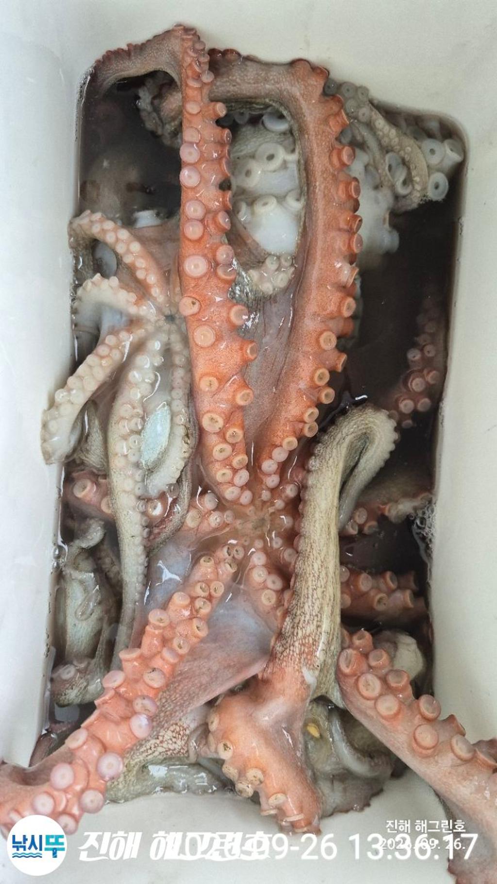 낚시뚜,돌문어,삼포항,진해 해그린호,낚시뚜17