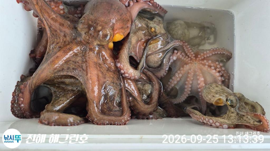낚시뚜,돌문어,삼포항,진해 해그린호,낚시뚜13