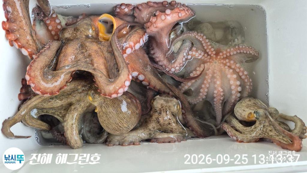 낚시뚜,돌문어,삼포항,진해 해그린호,낚시뚜12