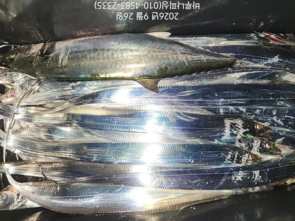 낚시뚜,갈치,속천항(진해),바루나피싱,낚시뚜6