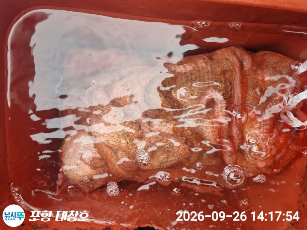 낚시뚜,돌문어,영일만항,포항 태창호,낚시뚜14