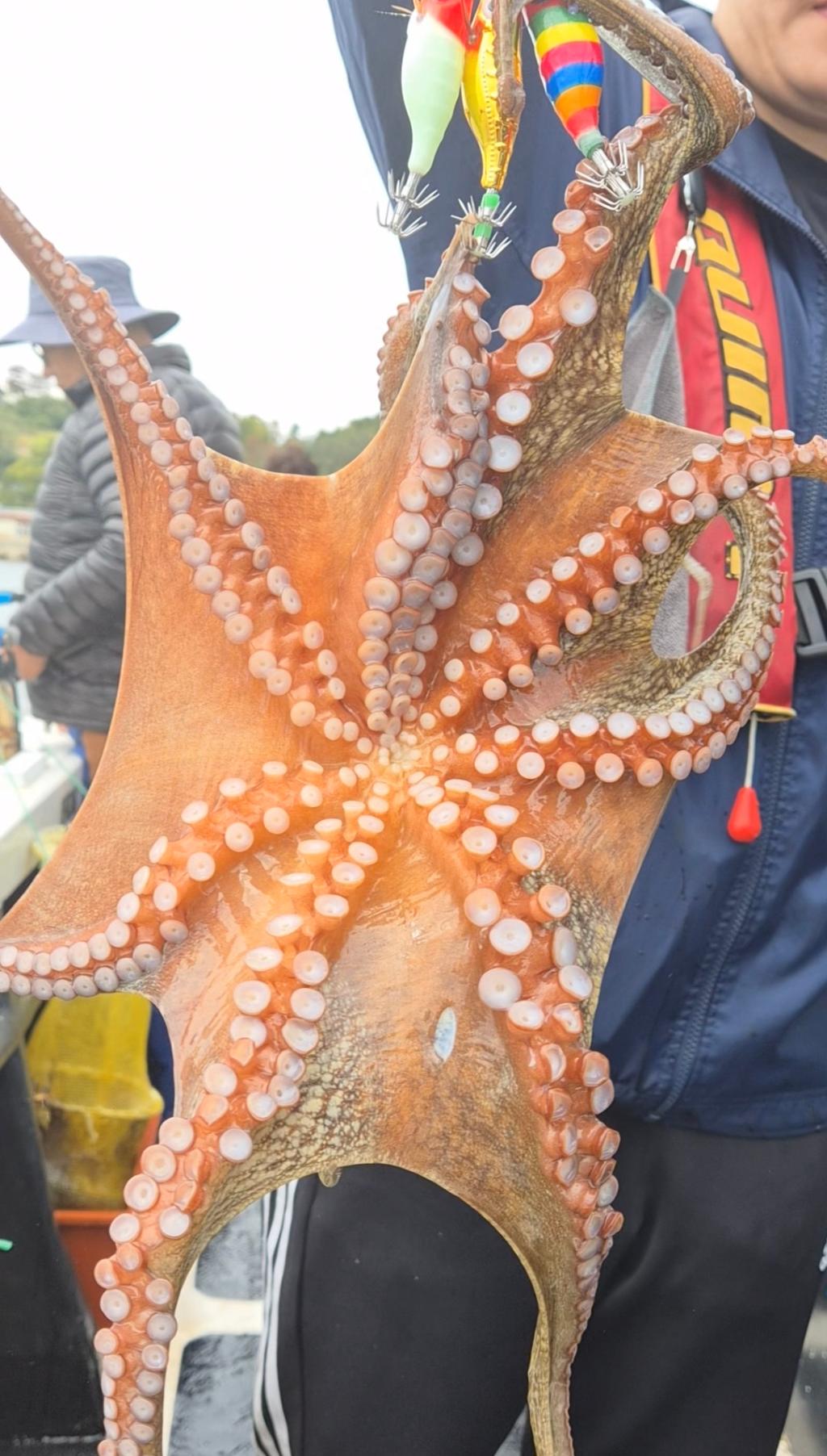 낚시뚜,돌문어,포항여남항,포항포시즌호,낚시뚜7