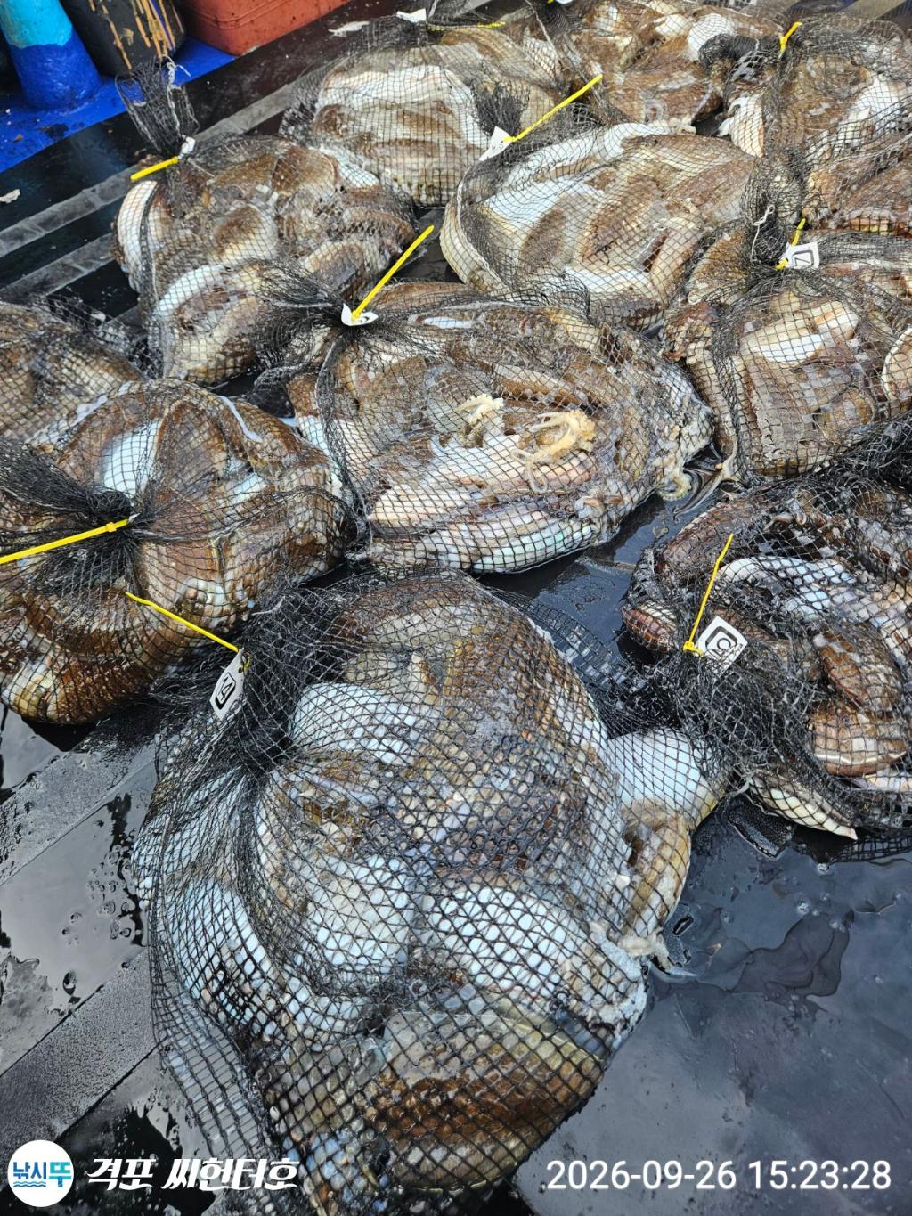 낚시뚜,갑오징어,격포,격포 씨헌터호,낚시뚜2