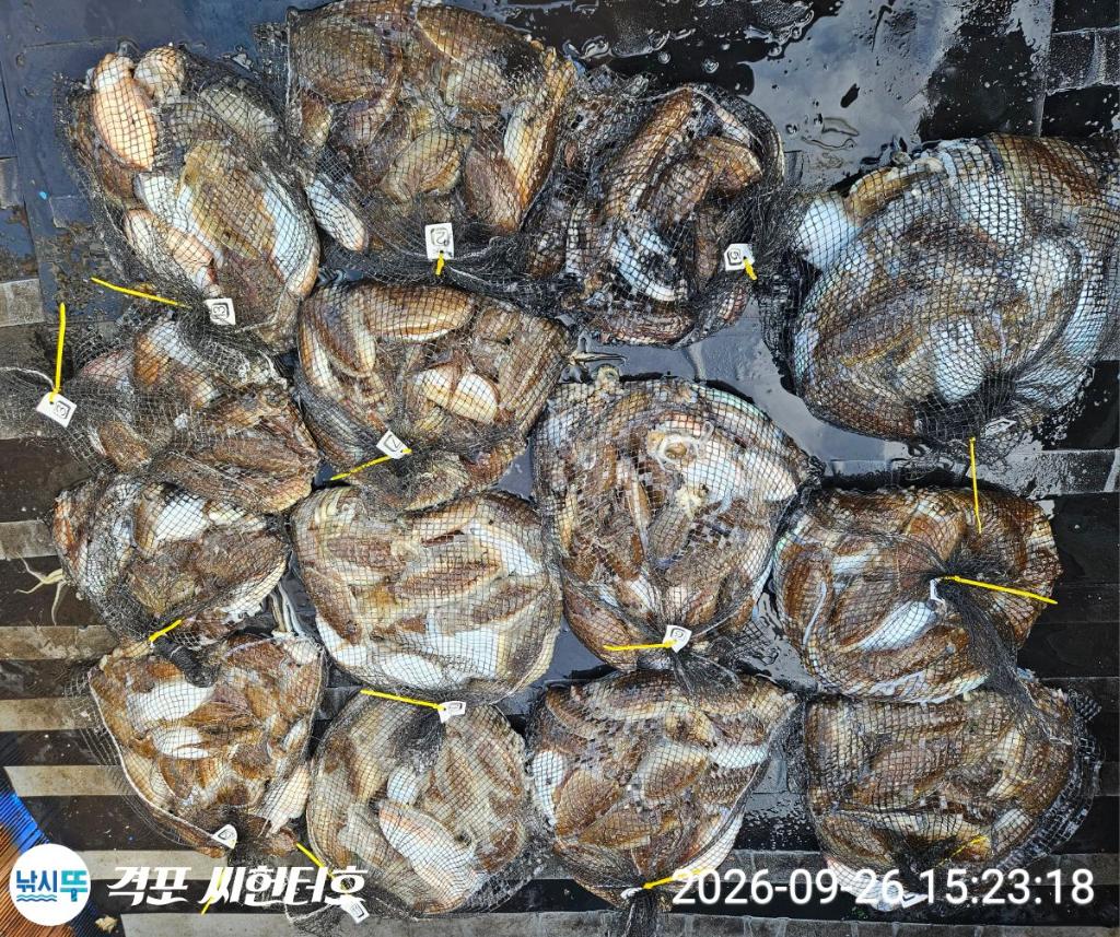 낚시뚜,갑오징어,격포,격포 씨헌터호,낚시뚜0