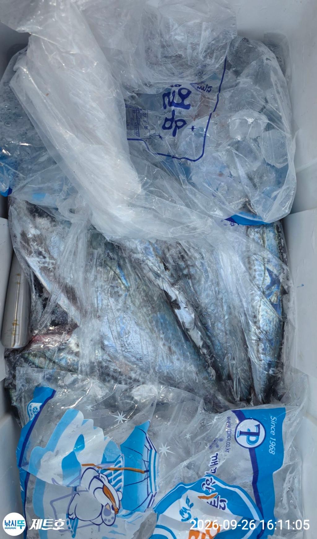 낚시뚜,삼치,방어,영일만항,포항 제트호,낚시뚜20