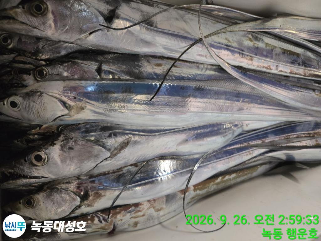 낚시뚜,갈치,녹동항,녹동대성호,낚시뚜37