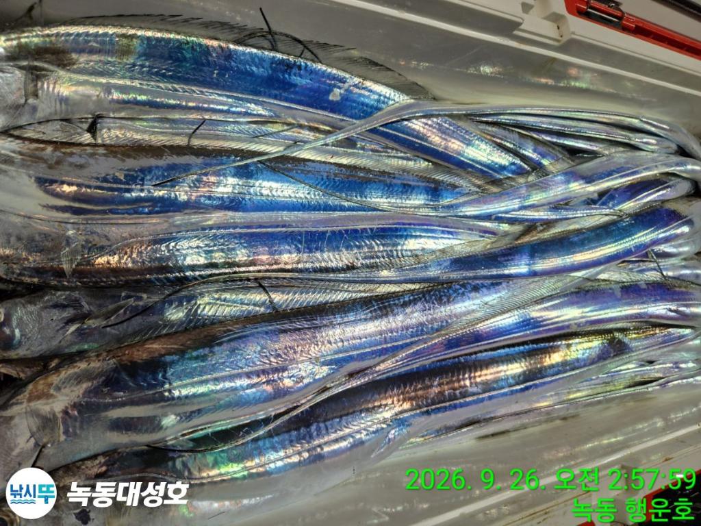 낚시뚜,갈치,녹동항,녹동대성호,낚시뚜36