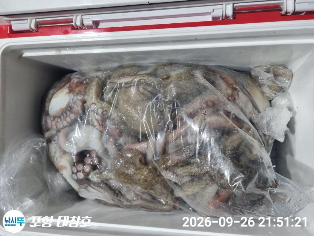 낚시뚜,돌문어,영일만항,포항 태창호,낚시뚜17