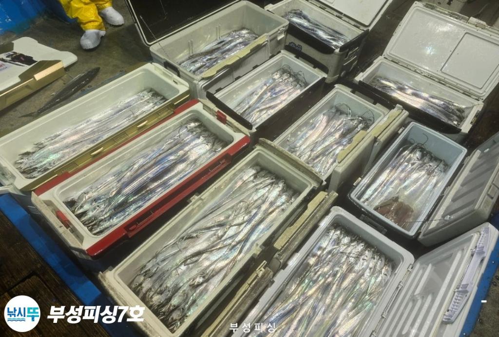 낚시뚜,갈치,통영영운리항,부성피싱7호,낚시뚜5