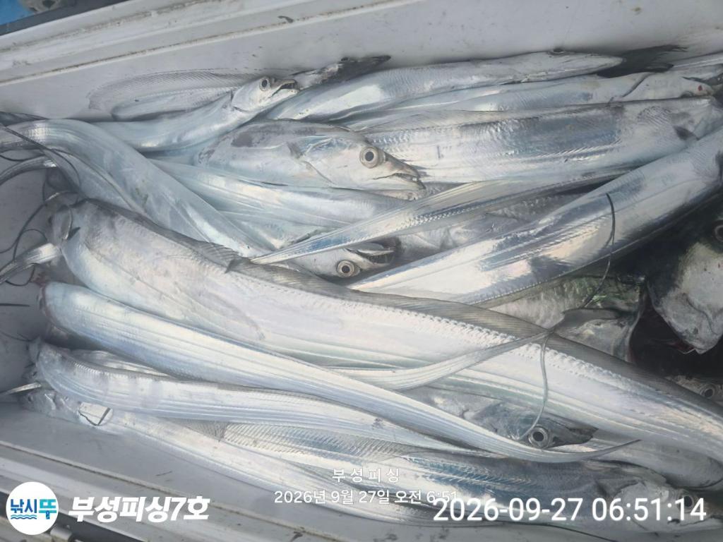낚시뚜,갈치,통영영운리항,부성피싱7호,낚시뚜2