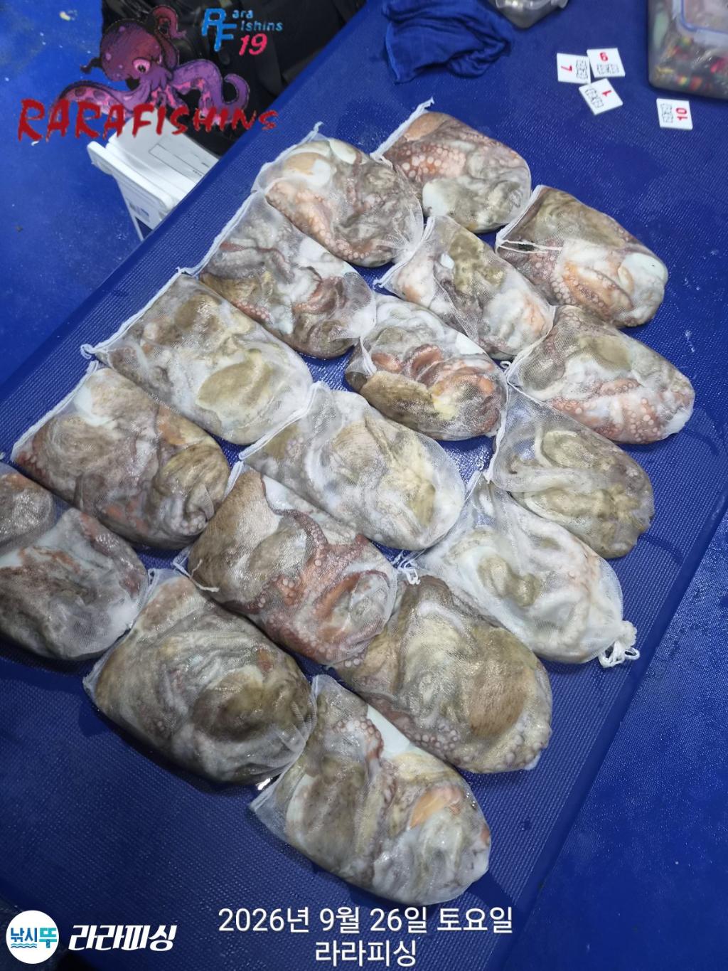 낚시뚜,돌문어,속천항(진해),라라피싱,낚시뚜23
