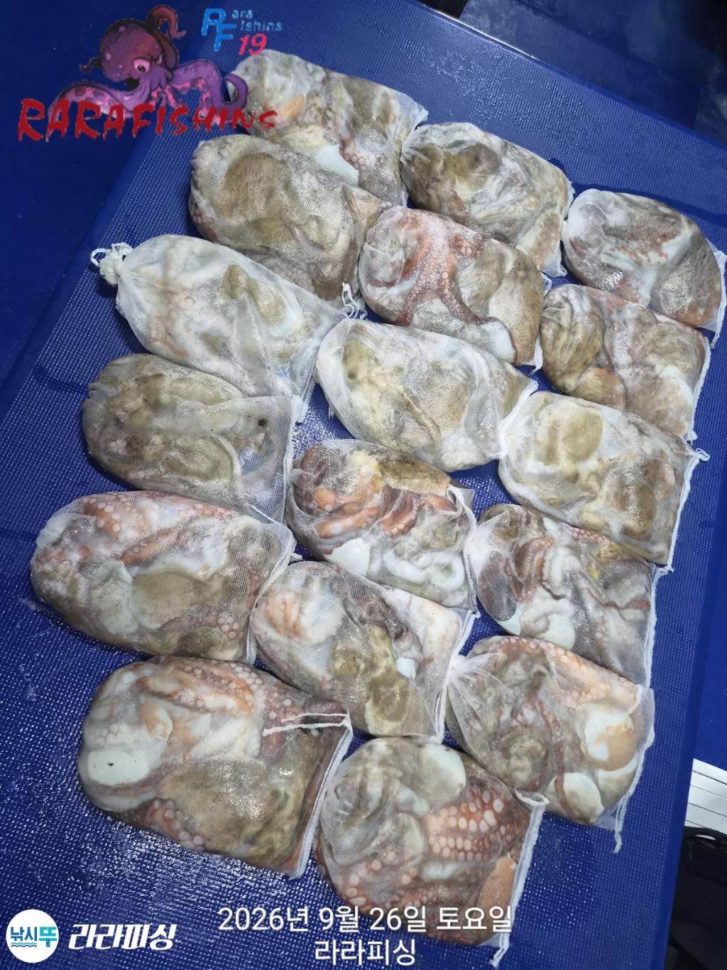 낚시뚜,돌문어,속천항(진해),라라피싱,낚시뚜21