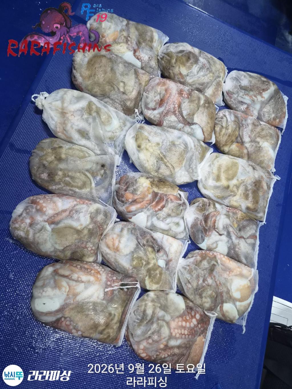 낚시뚜,돌문어,속천항(진해),라라피싱,낚시뚜20