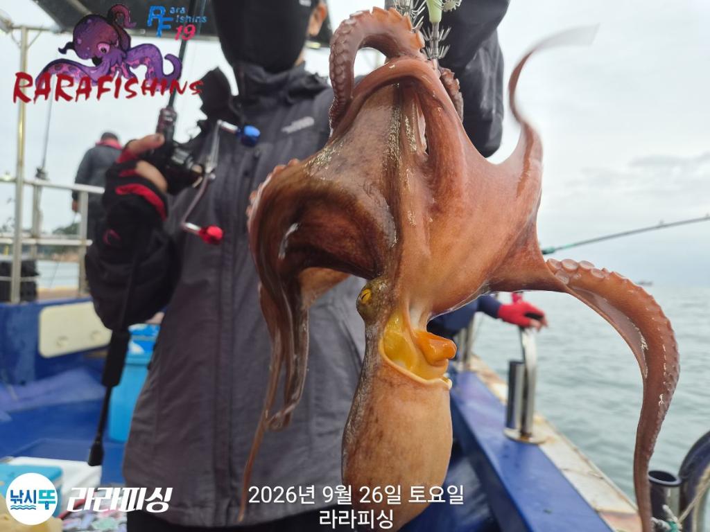 낚시뚜,돌문어,속천항(진해),라라피싱,낚시뚜12